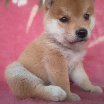 柴犬(豆柴)【岩手県・男の子・2025年8月28日・赤】の写真「当犬舎最高レベルの子に成長します。現在700g」