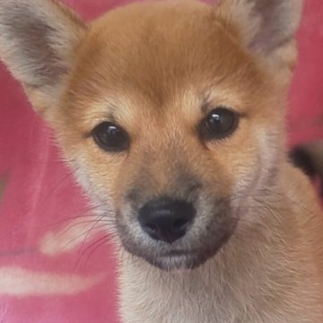 柴犬(豆柴)【岩手県・男の子・2025年7月18日・赤】の写真「9/29 1.2kg性格温厚な甘えん坊! 兄弟最小」