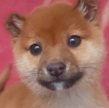 豆柴【岩手県・男の子・2025年9月10日・赤】の写真「古風な魅力、侍のような子、お探しの方必見!」