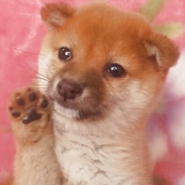 柴犬(豆柴)【岩手県・男の子・2025年9月10日・赤】の写真「古風な魅力、侍のような子! 期間限定お値下げ開始」