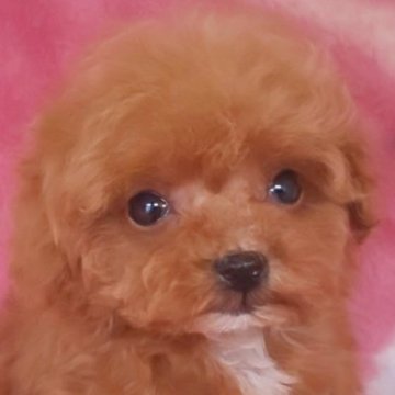 トイプードル(ティーカップ)【岩手県・女の子・2025年7月15日・レッド】の写真「小さいの極み 9/17現在350g」
