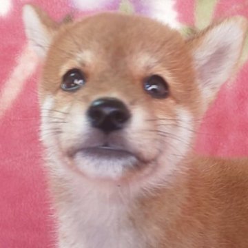 柴犬(豆柴)【岩手県・男の子・2025年7月18日・赤】の写真「9/6 1.1kg性格温厚な甘えん坊!容姿端麗!」