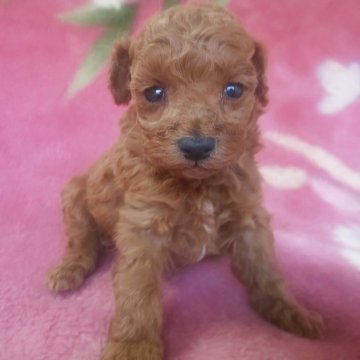 トイプードル(タイニー)【岩手県・男の子・2025年10月18日・レッド】の写真「クリスマスに間に合います。 現在430g」