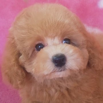 トイプードル(タイニー)【岩手県・女の子・2025年7月22日・レッド】の写真「お顔も上品で明るい子 10/17現在800g」