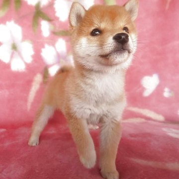 柴犬(豆柴)【岩手県・男の子・2025年8月28日・赤】の写真「当犬舎最高レベルの子！あずきの可能性大！」