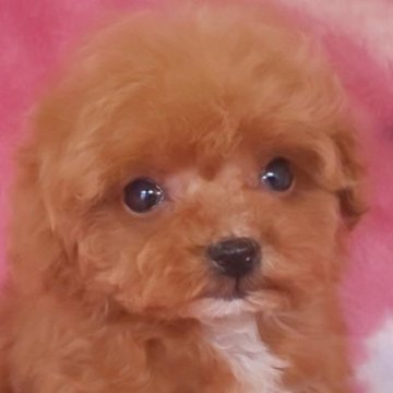 トイプードル(ティーカップ)【岩手県・女の子・2025年7月15日・レッド】の写真「小さいの極み 9/17現在350g」