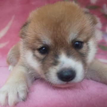 柴犬(豆柴)【岩手県・男の子・2025年8月28日・赤】の写真「当犬舎最高レベルの子に成長します。現在700g」