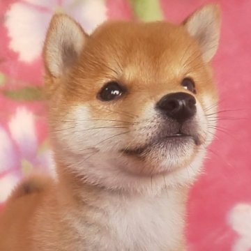 柴犬(豆柴)【岩手県・男の子・2025年8月28日・赤】の写真「当犬舎最高レベルの子に成長します。現在」