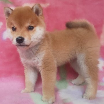 柴犬(豆柴)【岩手県・男の子・2025年8月28日・赤】の写真「当犬舎最高レベルの子に成長します。現在950g」