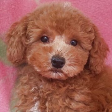 タイニープードル【岩手県・男の子・2025年7月15日・レッド】の写真「お顔も上品で明るい子 9/29現在800g」