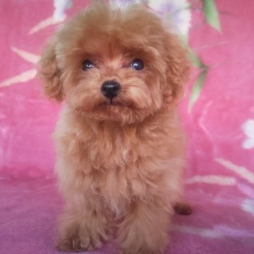 タイニープードル【岩手県・男の子・2025年8月18日・レッド】の写真「明るく楽しい子 期間限定お値下げ中現在780g」