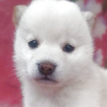 柴犬(豆柴)【岩手県・女の子・2025年9月6日・白】の写真「白熊の女の子、お探しの方必見!成長をお楽しみに!」