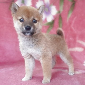 柴犬(豆柴)【岩手県・女の子・2025年9月6日・赤】の写真「古風凛とした三姉妹。優しさNo1!」