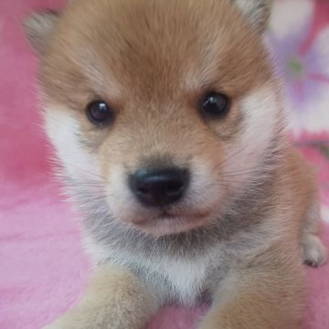 柴犬(豆柴)【岩手県・男の子・2025年8月28日・赤】の写真「当犬舎最高レベルの子に成長します。現在700g」