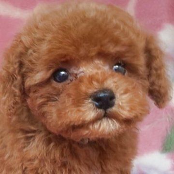 タイニープードル【岩手県・女の子・2025年4月2日・レッド】の写真「お顔も上品で明るい子 6/20現在1kg」