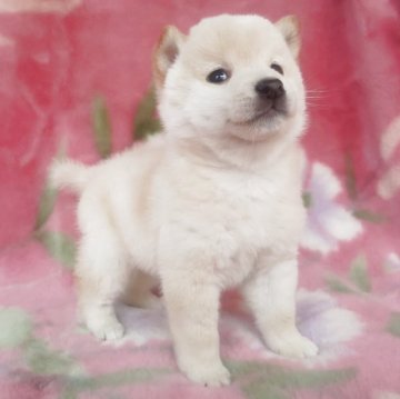 柴犬(豆柴)【岩手県・男の子・2025年9月6日・白】の写真「白熊の男の子、お探しの方必見!成長をお楽しみに!」