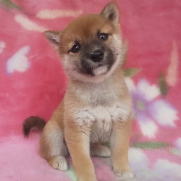 柴犬(豆柴)【岩手県・女の子・2025年8月28日・赤】の写真「当犬舎最高レベルの子に成長します。現在900gまで」