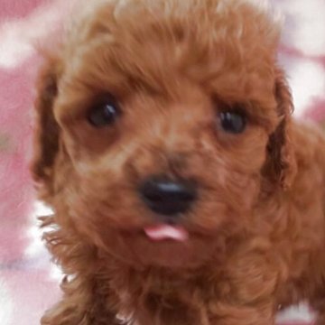 タイニープードル【岩手県・男の子・2025年10月18日・レッド】の写真「クリスマスに間に合います。 現在430g」