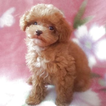 トイプードル(ティーカップ)【岩手県・男の子・2025年7月15日・レッド】の写真「お顔も上品で明るい子 9/14現在400g」