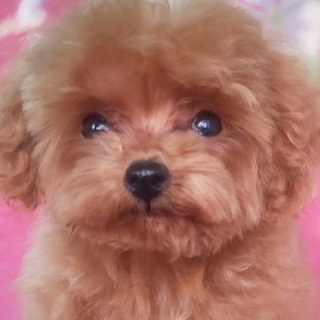 タイニープードル【岩手県・男の子・2025年8月18日・レッド】の写真「明るく楽しい子 期間限定お値下げ中現在780g」