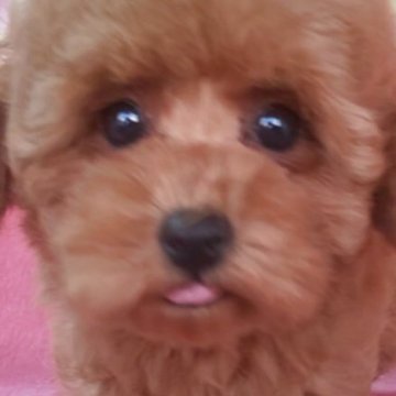 トイプードル(タイニー)【岩手県・男の子・2025年8月18日・レッド】の写真「天然王子明るく聡明 10/28現在780g」