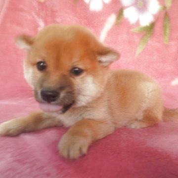 豆柴【岩手県・男の子・2025年9月10日・赤】の写真「古風な魅力、武士のような子、お探しの方必見!」