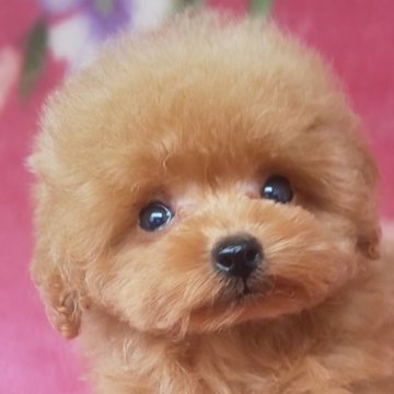 トイプードル(ティーカップ)【岩手県・女の子・2025年7月7日・レッド】の写真「お顔も上品で明るい子 8/24現在400g」