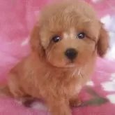 タイニープードル