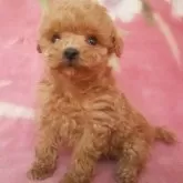 ティーカッププードル