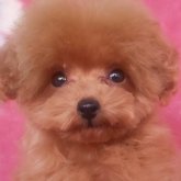 トイプードル(ティーカップ)