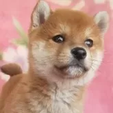 豆柴