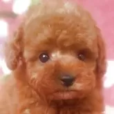 ティーカッププードル