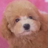 タイニープードル