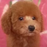 タイニープードル