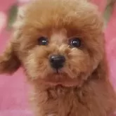 タイニープードル