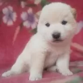豆柴