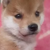 豆柴