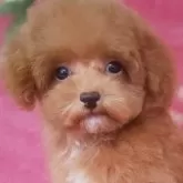 ティーカッププードル