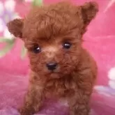 ティーカッププードル