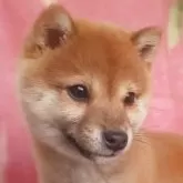 豆柴