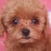 トイプードル(ティーカップ)