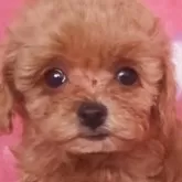 ティーカッププードル