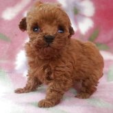 トイプードル(ティーカップ)