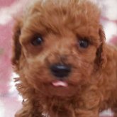 トイプードル(タイニー)