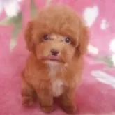 ティーカッププードル【岩手県・男の子・2025年7月15日・レッド】の写真7「ぺろりん攻撃!」