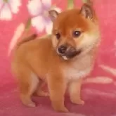 豆柴【岩手県・男の子・2025年9月10日・赤】の写真4