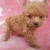 ティーカッププードル【岩手県・女の子・2025年7月7日・レッド】の写真9「あどけない子ですね！」