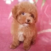 ティーカッププードル【岩手県・男の子・2025年7月15日・レッド】の写真9「キリリとした感じ」