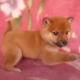 豆柴【岩手県・男の子・2025年9月10日・赤】の写真5「右ききのようです。」