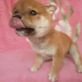 豆柴【岩手県・男の子・2024年12月1日・赤】の写真12「ぺろりんな一面もあります。」